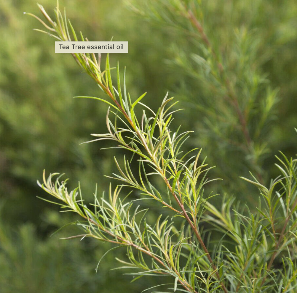 Tea Tree 10ml Essential Oil by Amour Natural