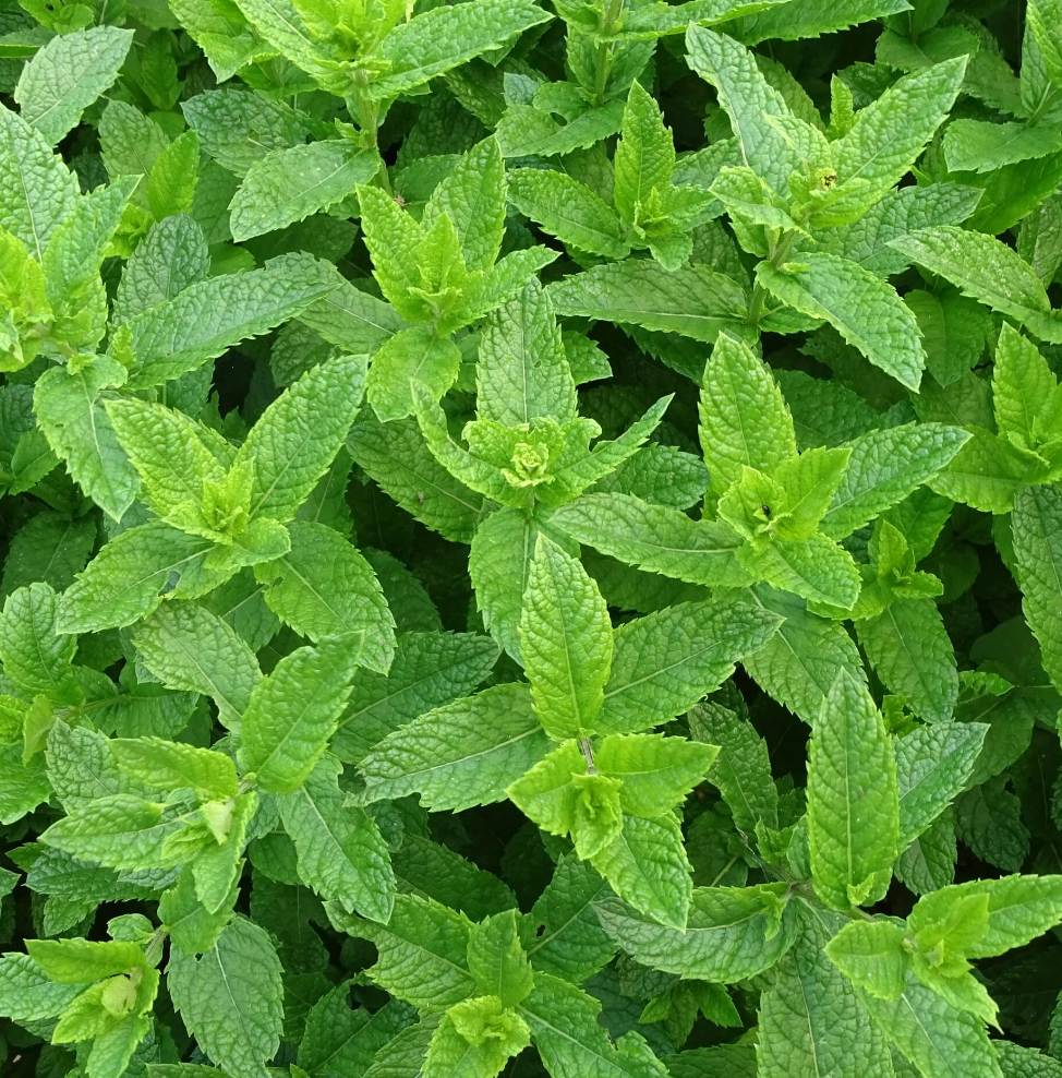 Peppermint Essential Oil 10ml by Amour Natural