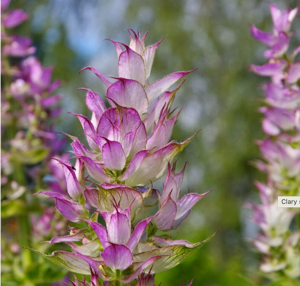 Clary Sage 10ml Essential Oil by Amour Naturals