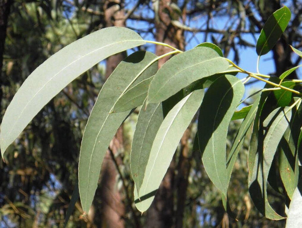 Eucalyptus essential oil 10ml by Amour Natural