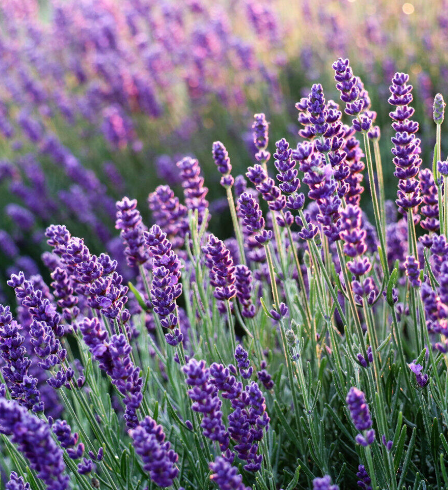 Lavender Essential Oil 10ml by Amour Natural