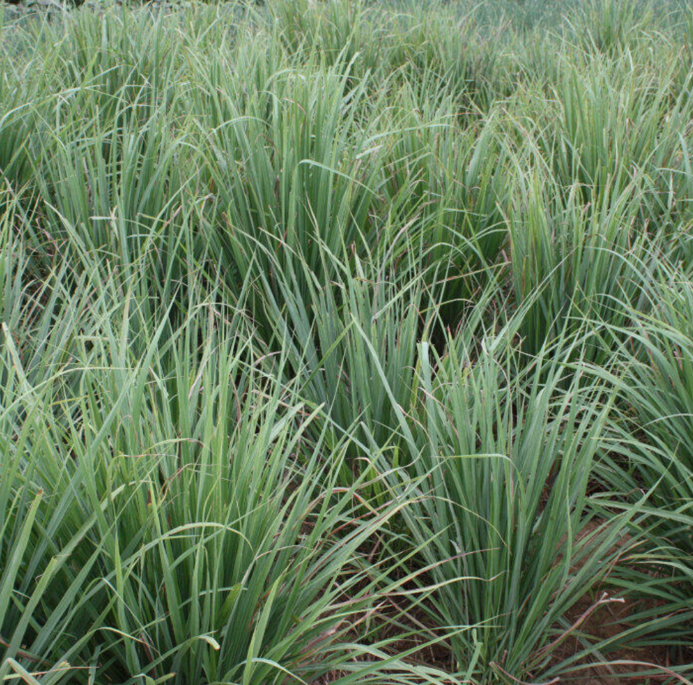 Lemongrass Essential Oil 10ml by Amour Natural