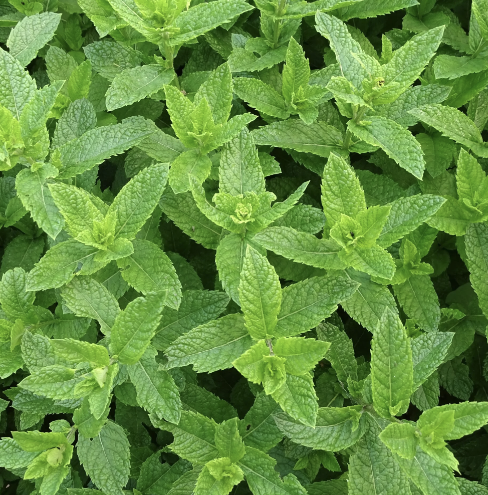 Peppermint Essential Oil 10ml by Amour Natural