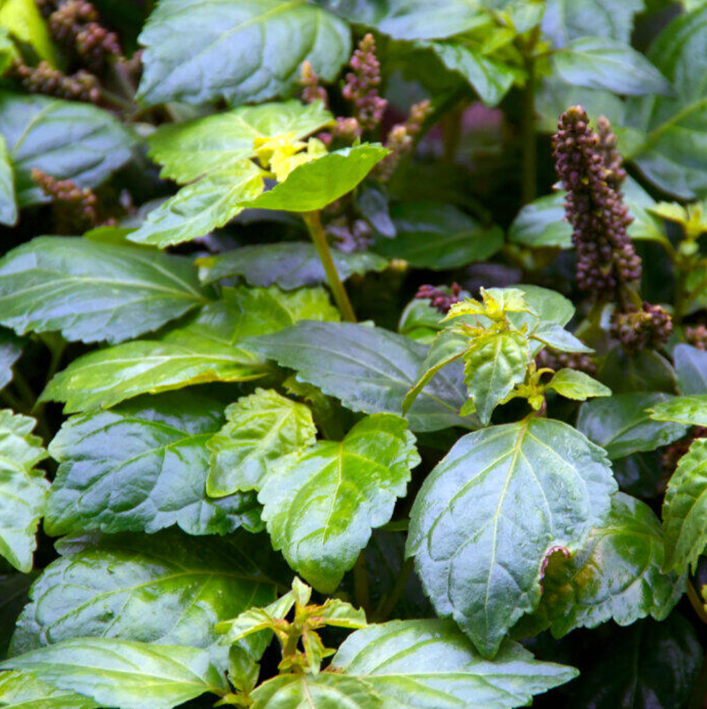 Patchouli Essential Oil 10ml by Amour Natural